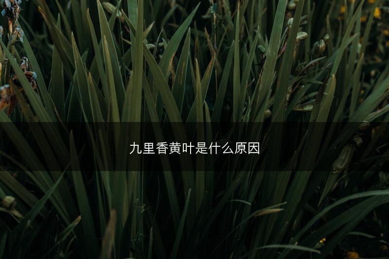 九里香黄叶是什么原因(图1)