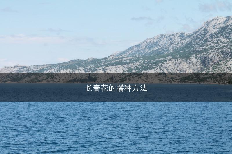长春花的播种方法(图1)
