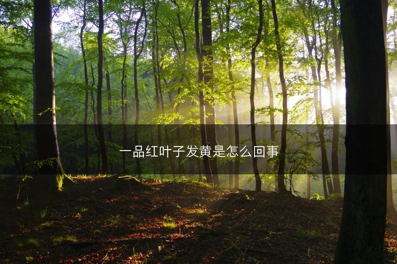 一品红叶子发黄是怎么回事(图1)