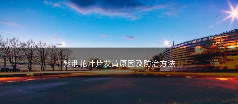 紫荆花叶片发黄原因及防治方法(图1)