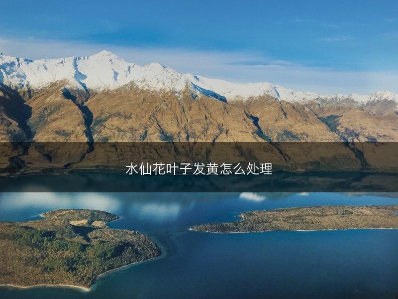 水仙花叶子发黄怎么处理(图1)