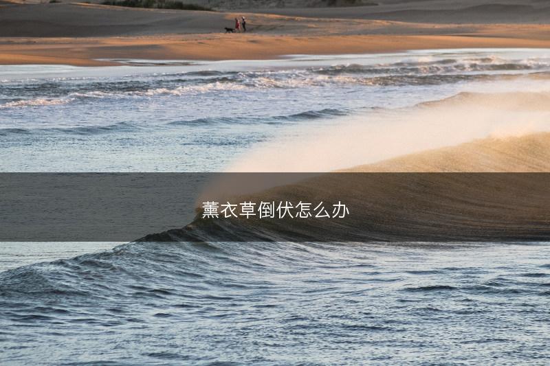 薰衣草倒伏怎么办(图1) 薰衣草倒伏怎么办(图1)