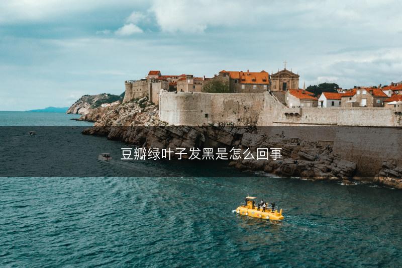 豆瓣绿叶子发黑是怎么回事(图1)