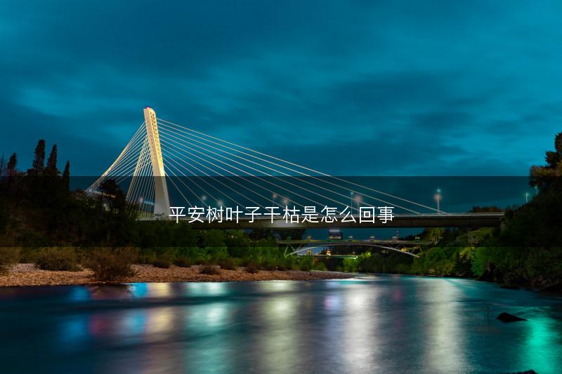 平安树叶子干枯是怎么回事(图1)