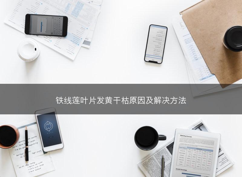 铁线莲叶片发黄干枯原因及解决方法(图1)