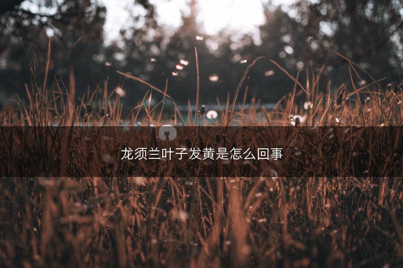 龙须兰叶子发黄是怎么回事(图1) 龙须兰叶子发黄是怎么回事(图1)