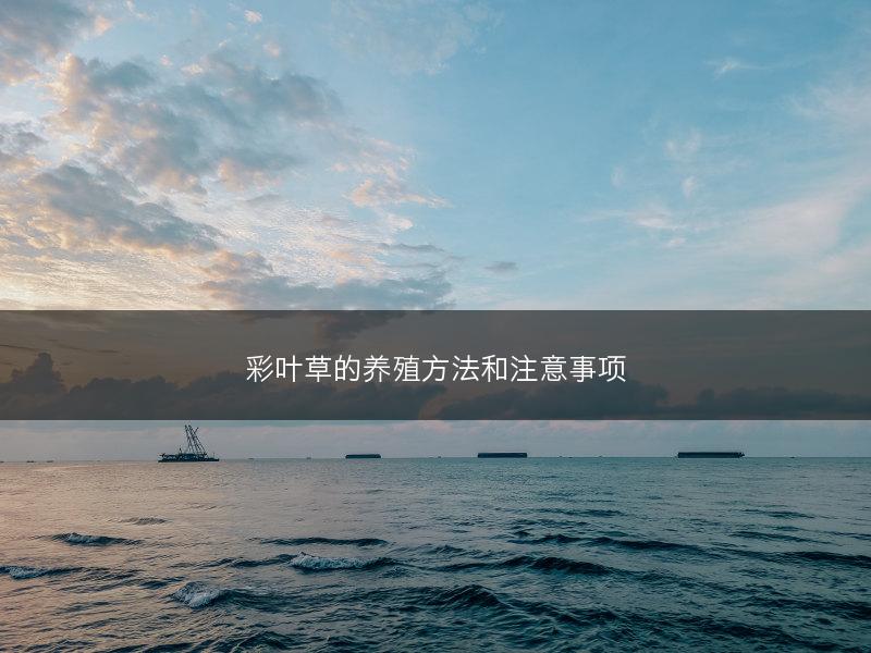 彩叶草的养殖方法和注意事项(图1)