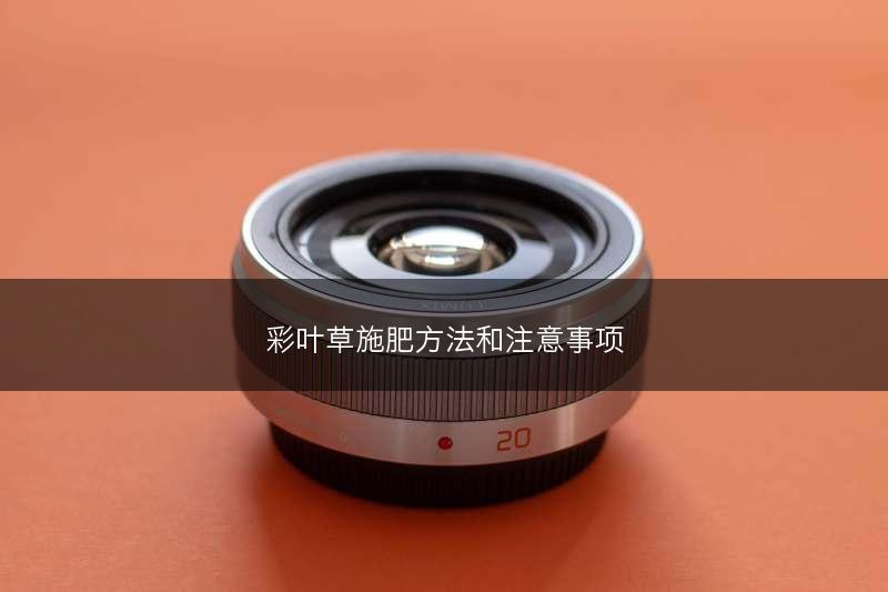 彩叶草施肥方法和注意事项(图1)