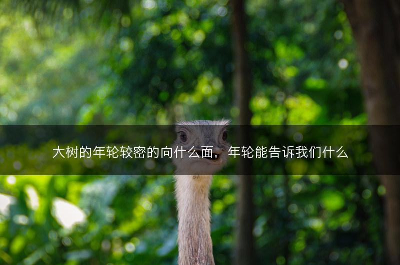 大树的年轮较密的向什么面，年轮能告诉我们什么(图1)