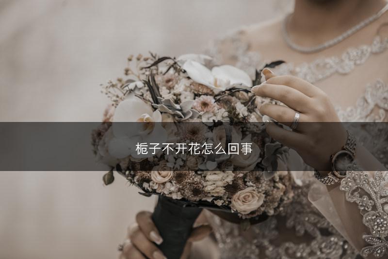 栀子不开花怎么回事(图1)