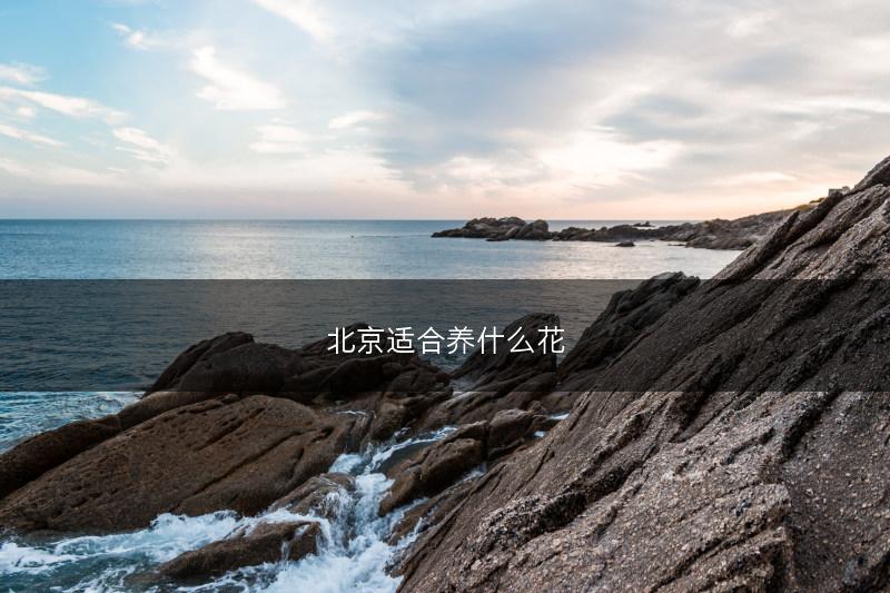 北京适合养什么花(图1)