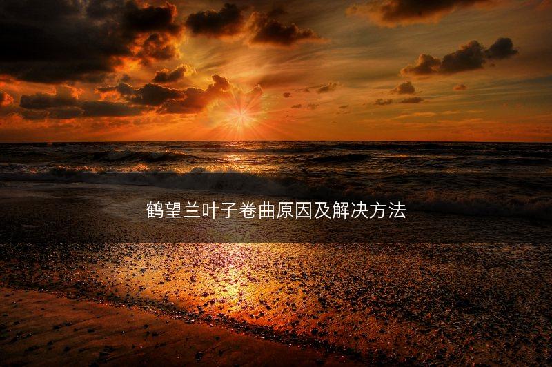 鹤望兰叶子卷曲原因及解决方法(图1)