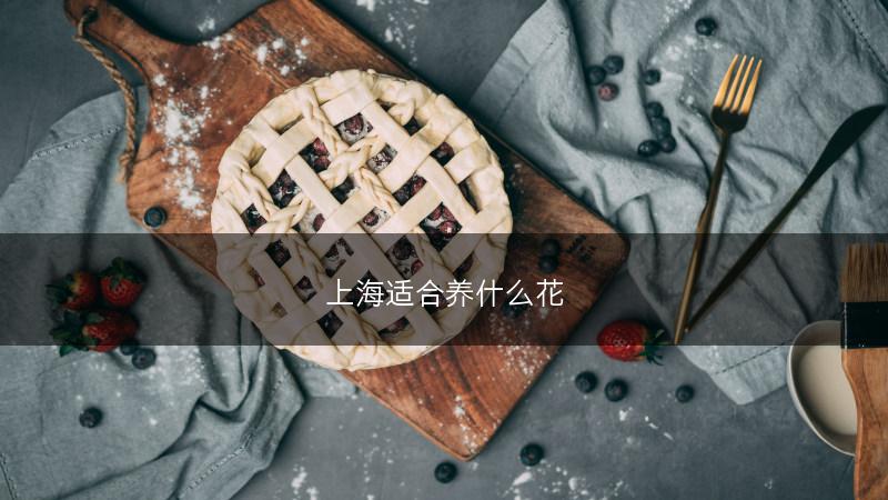 上海适合养什么花(图1)