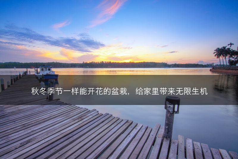 秋冬季节一样能开花的盆栽，给家里带来无限生机(图1)