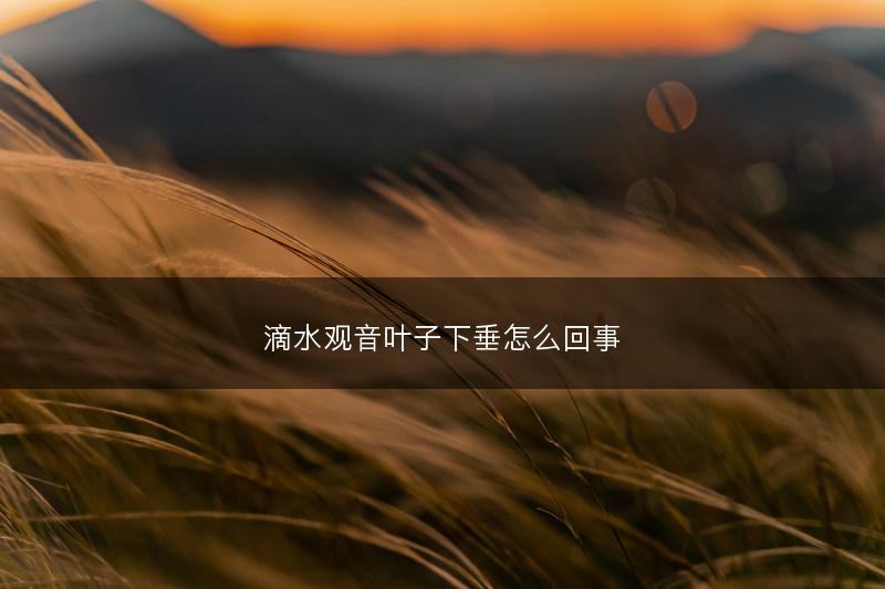 滴水观音叶子下垂怎么回事(图1) 滴水观音叶子下垂怎么回事(图1)