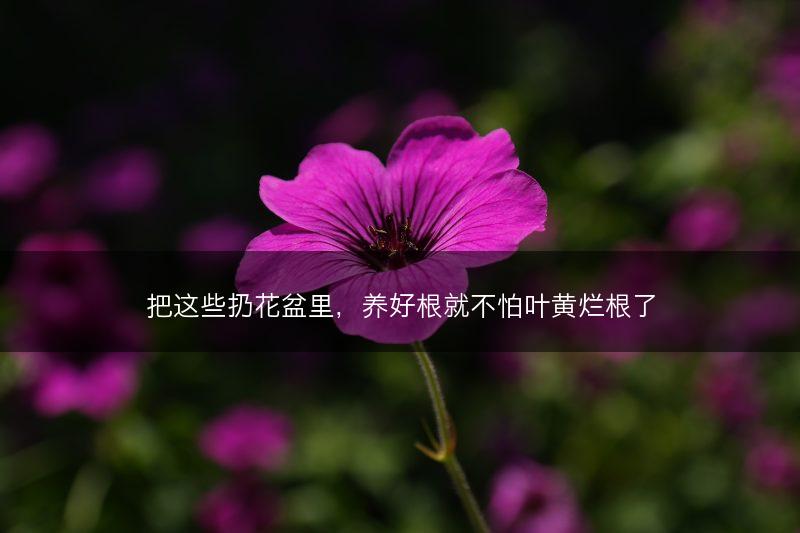 把这些扔花盆里,养好根就不怕叶黄烂根了(图1) 把这些扔花盆里,养好根就不怕叶黄烂根了(图1)