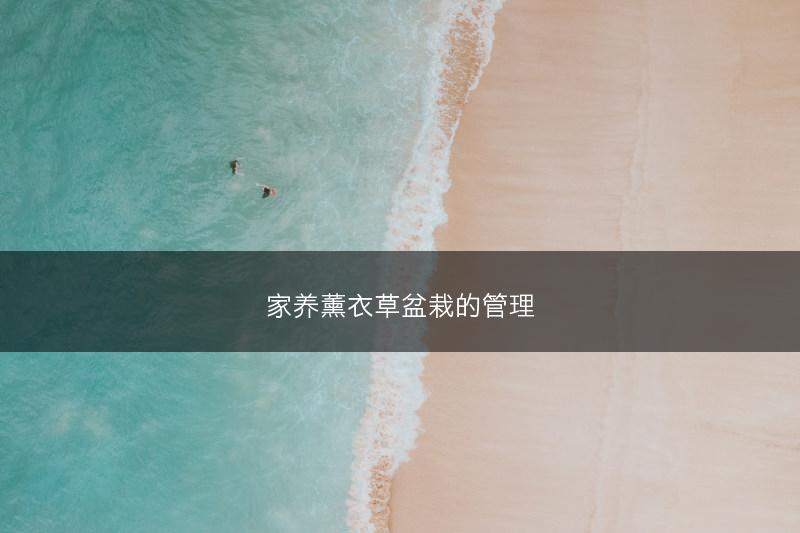 家养薰衣草盆栽的管理(图1)