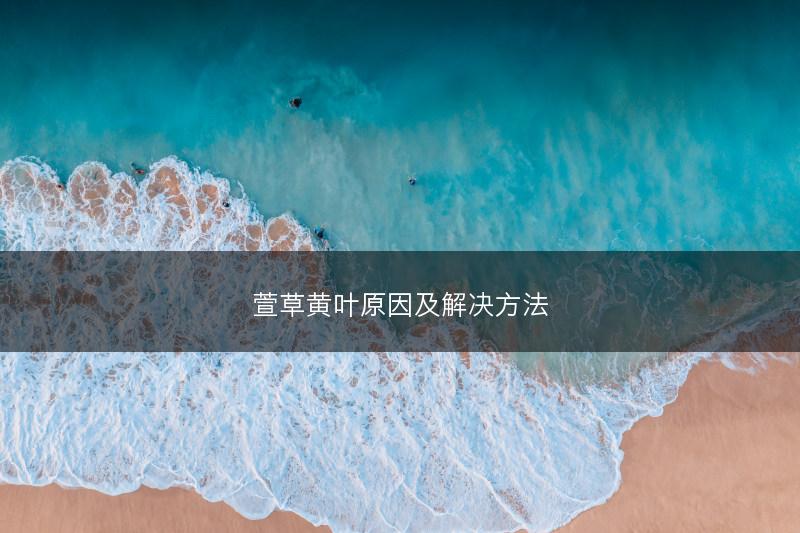 萱草黄叶原因及解决方法(图1)