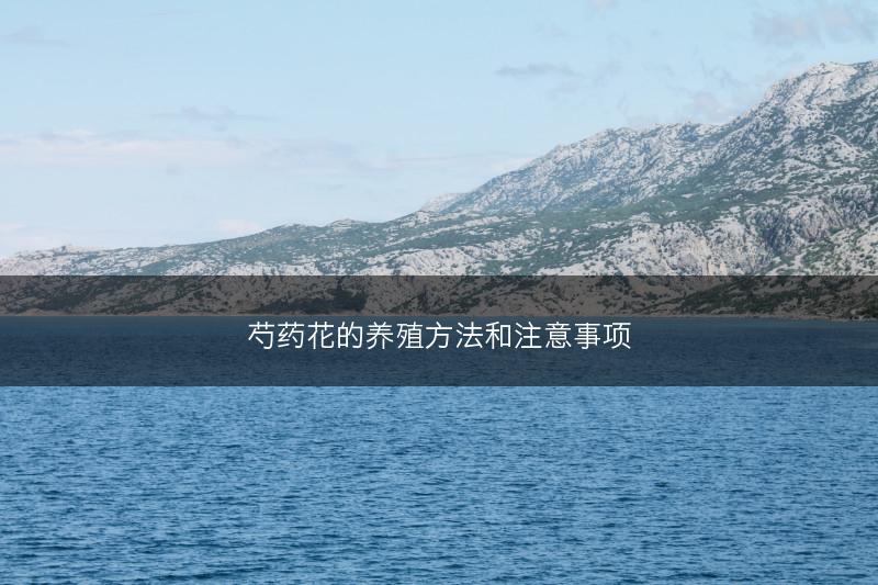 芍药花的养殖方法和注意事项(图1) 芍药花的养殖方法和注意事项(图1)