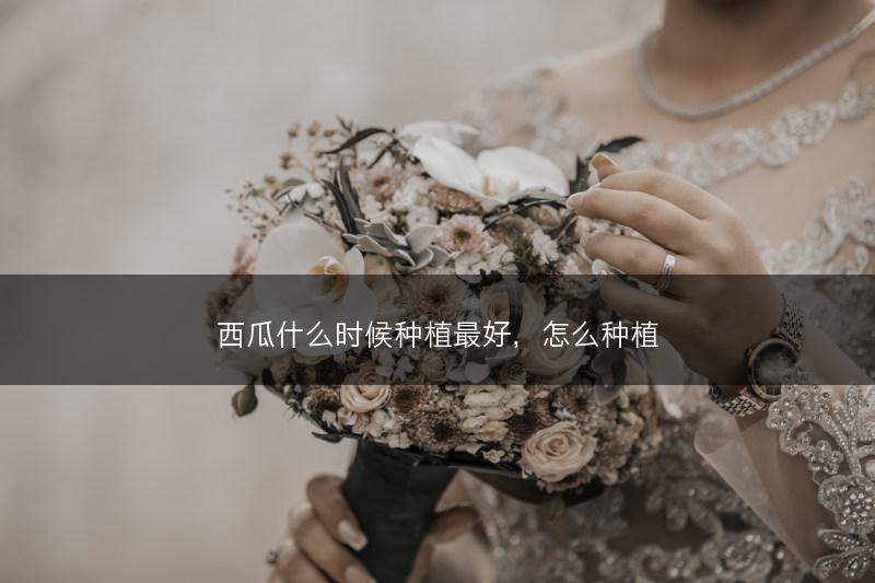 西瓜什么时候种植最好，怎么种植(图1)