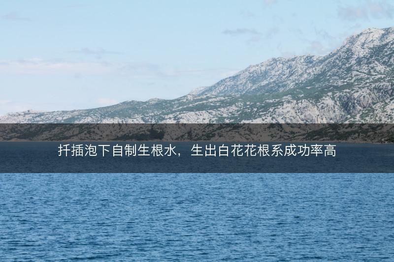 扦插泡下自制生根水,生出白花花根系成功率高(图1) 扦插泡下自制生根水,生出白花花根系成功率高(图1)