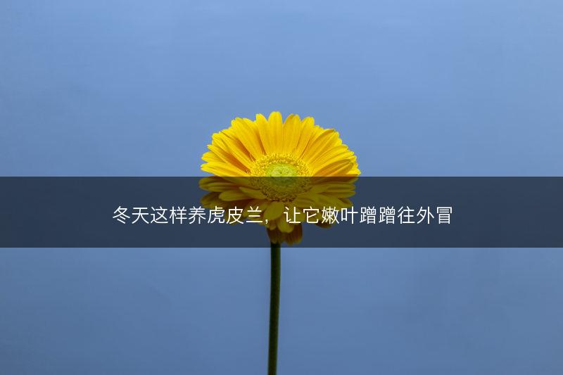 冬天这样养虎皮兰,让它嫩叶蹭蹭往外冒(图1) 冬天这样养虎皮兰,让它嫩叶蹭蹭往外冒(图1)