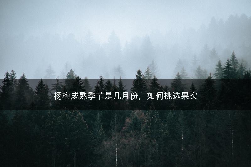 杨梅成熟季节是几月份，如何挑选果实(图1)