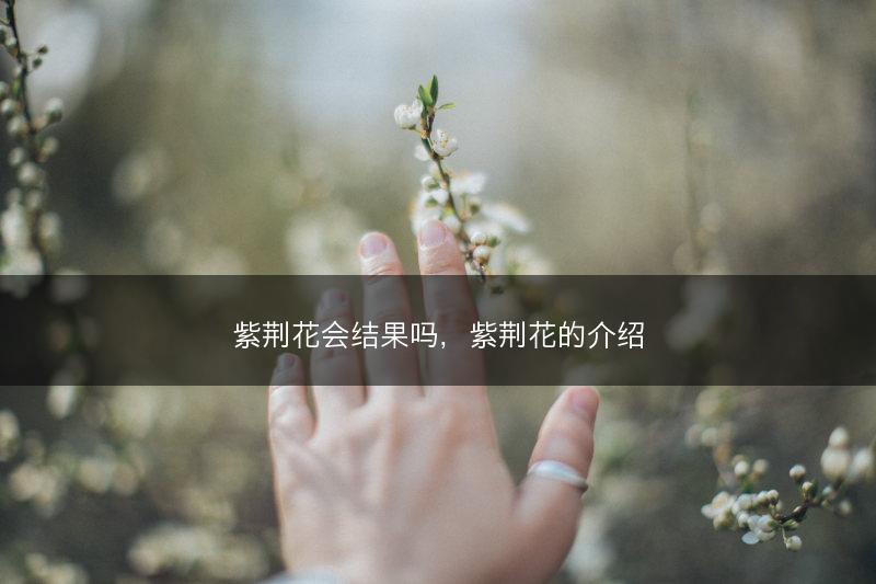 紫荆花会结果吗，紫荆花的介绍(图1)