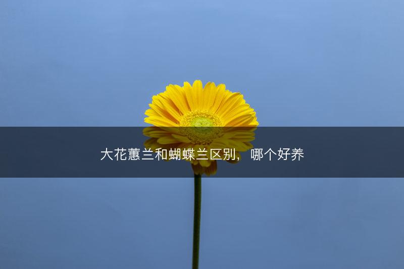 大花蕙兰和蝴蝶兰区别，哪个好养(图1)