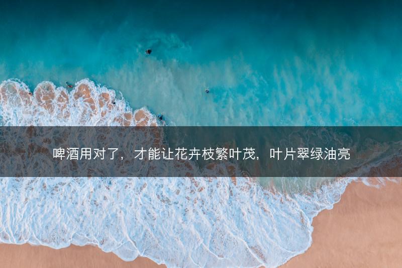 啤酒用对了，才能让花卉枝繁叶茂，叶片翠绿油亮(图1)