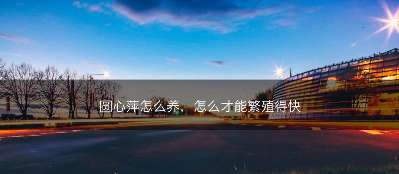 圆心萍怎么养，怎么才能繁殖得快(图1)