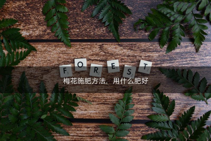 梅花施肥方法，用什么肥好(图1)