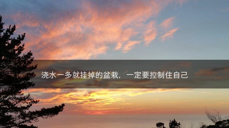 浇水一多就挂掉的盆栽，一定要控制住自己(图1)