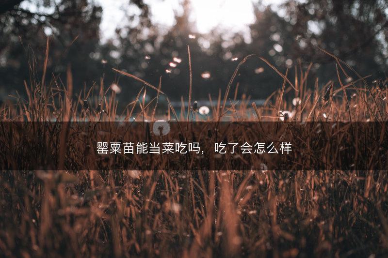 罂粟苗能当菜吃吗，吃了会怎么样(图1)