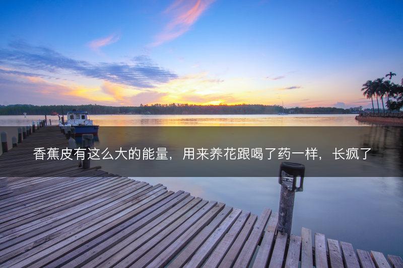 香蕉皮有这么大的能量，用来养花跟喝了药一样，长疯了(图1)