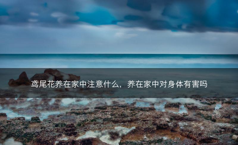 鸢尾花养在家中注意什么,养在家中对身体有害吗(图1) 鸢尾花养在家中注意什么,养在家中对身体有害吗(图1)