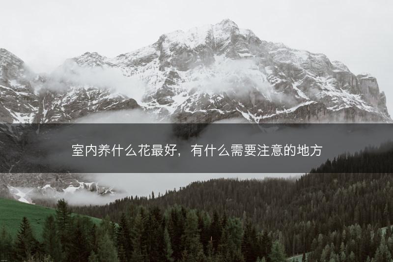 室内养什么花最好,有什么需要注意的地方(图1) 室内养什么花最好,有什么需要注意的地方(图1)