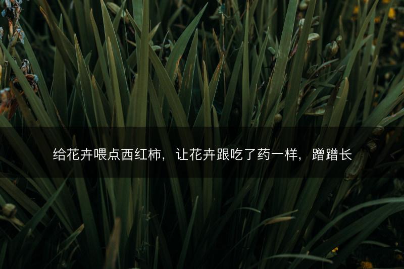 给花卉喂点西红柿，让花卉跟吃了药一样，蹭蹭长(图1)