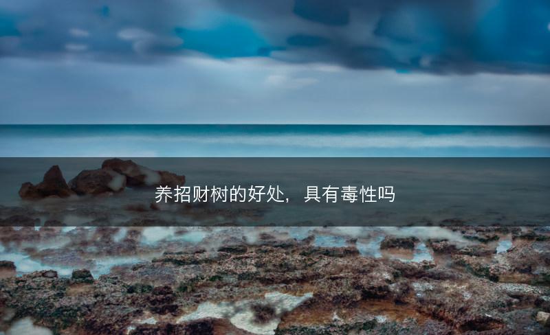 养招财树的好处,具有毒性吗(图1) 养招财树的好处,具有毒性吗(图1)