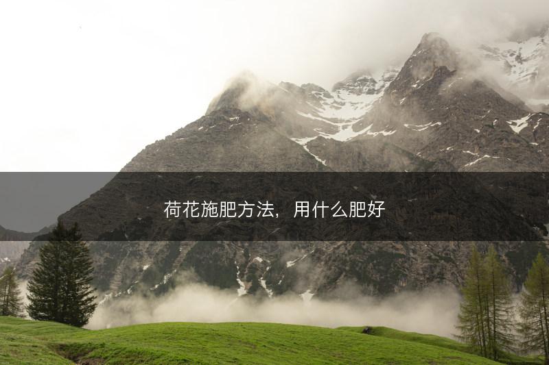 荷花施肥方法，用什么肥好(图1)