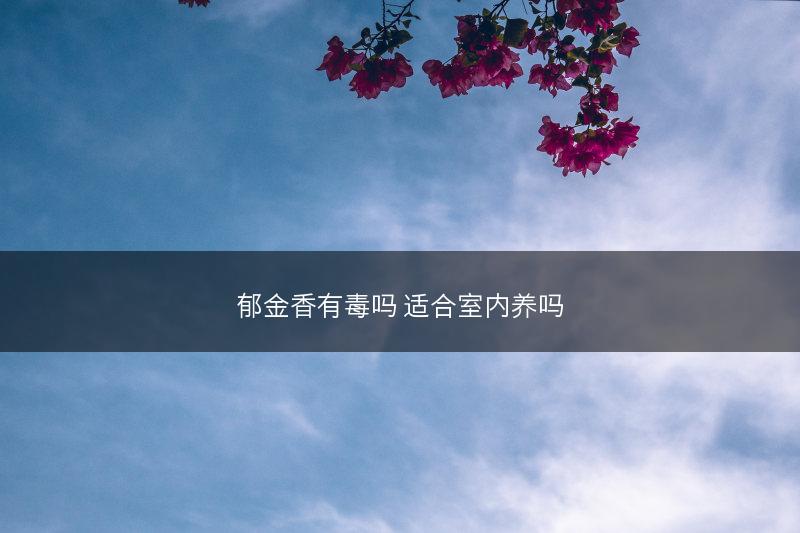 郁金香有毒吗 适合室内养吗(图1)