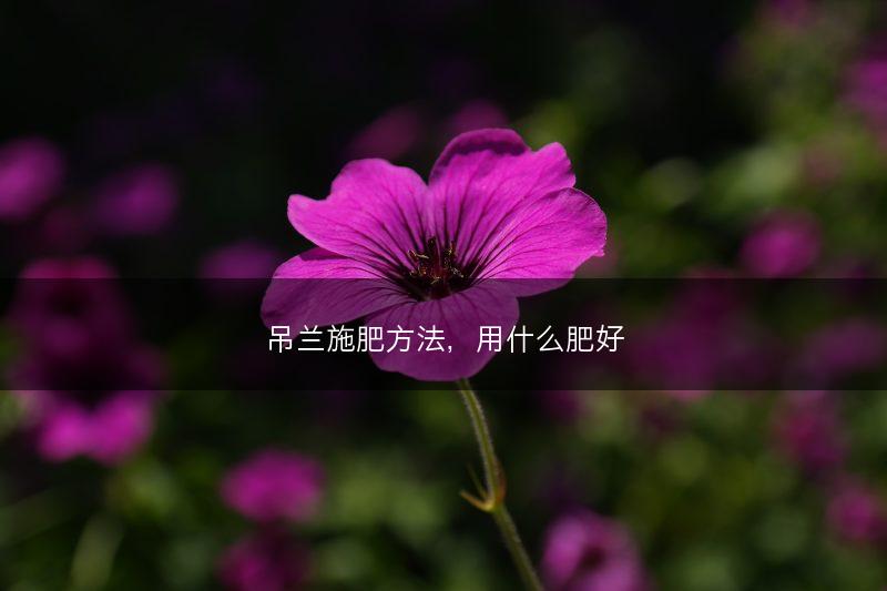 吊兰施肥方法,用什么肥好(图1) 吊兰施肥方法,用什么肥好(图1)