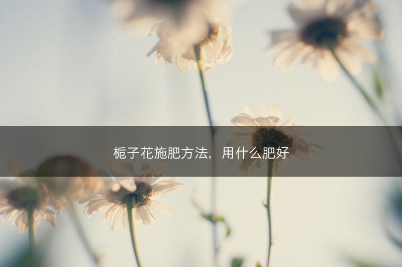 栀子花施肥方法,用什么肥好(图1) 栀子花施肥方法,用什么肥好(图1)