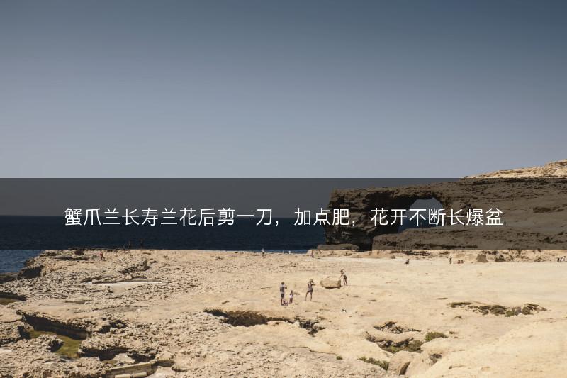 蟹爪兰长寿兰花后剪一刀，加点肥，花开不断长爆盆(图1)