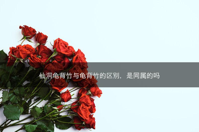 仙洞龟背竹与龟背竹的区别，是同属的吗(图1)