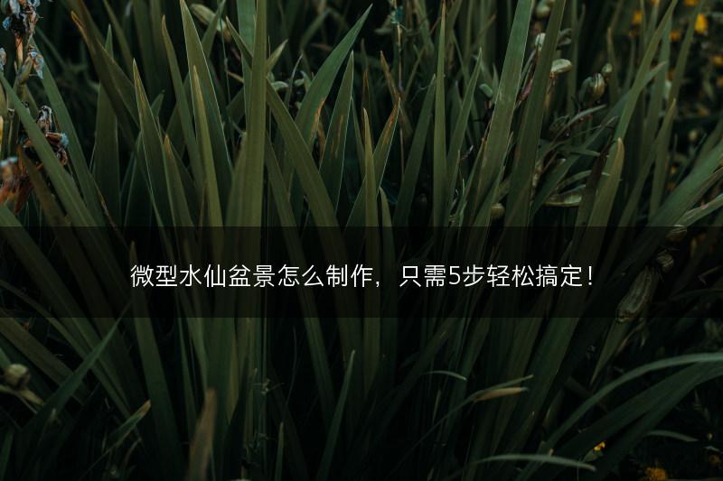微型水仙盆景怎么制作，只需5步轻松搞定！(图1)