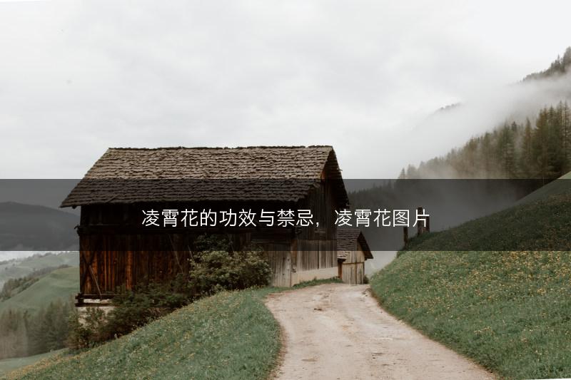 凌霄花的功效与禁忌，凌霄花图片(图1)