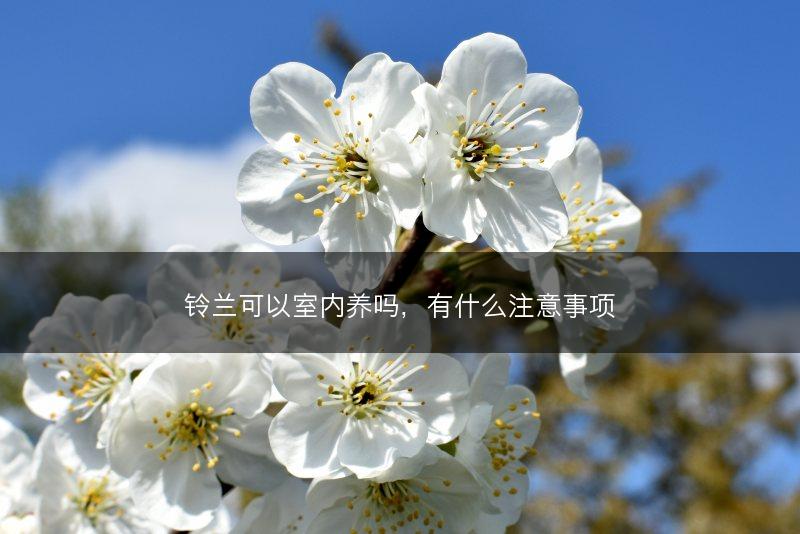 铃兰可以室内养吗,有什么注意事项(图1) 铃兰可以室内养吗,有什么注意事项(图1)