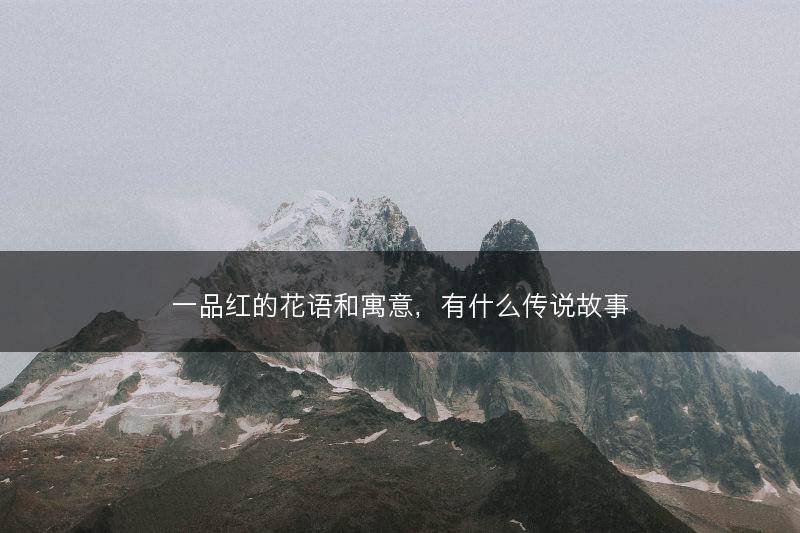 一品红的花语和寓意，有什么传说故事(图1)