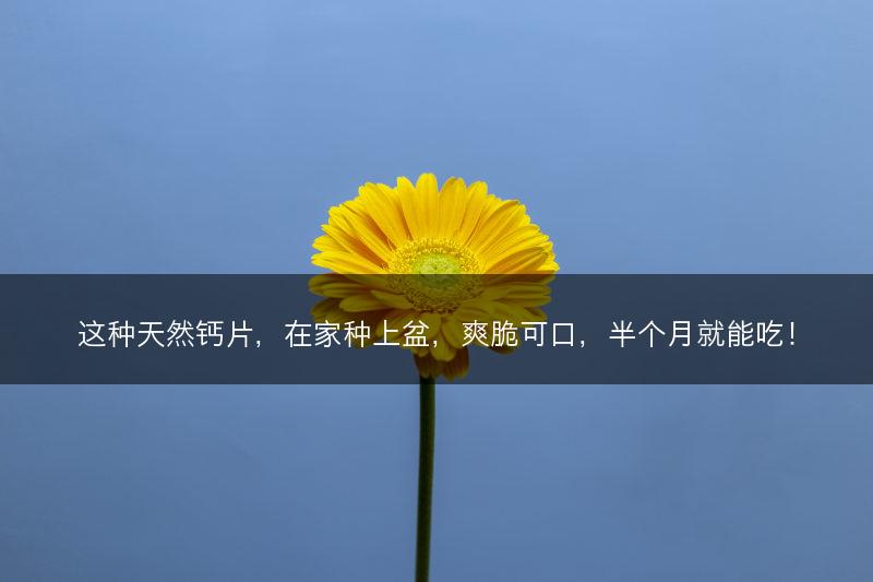 这种天然钙片,在家种上盆,爽脆可口,半个月就能吃!(图1) 这种天然钙片,在家种上盆,爽脆可口,半个月就能吃!(图1)